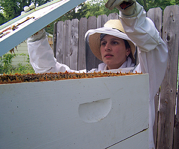 Checking the hive